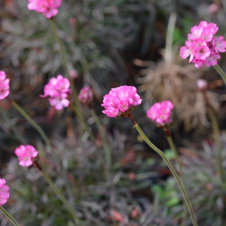 Armeria maritima 'Rubrifolia (Vesuv)