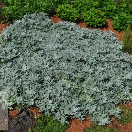 Artemisia stell. 'Silver Brocade'