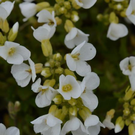 Arabis caucasica 'Snowcap'