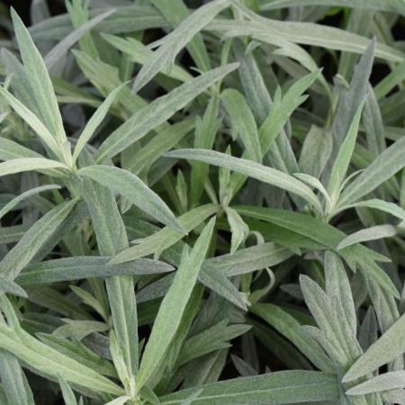 Artemisia ludoviciana 'Silver Queen'