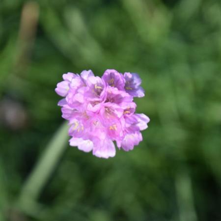 Armeria maritima 'Schoene von Fellbach'