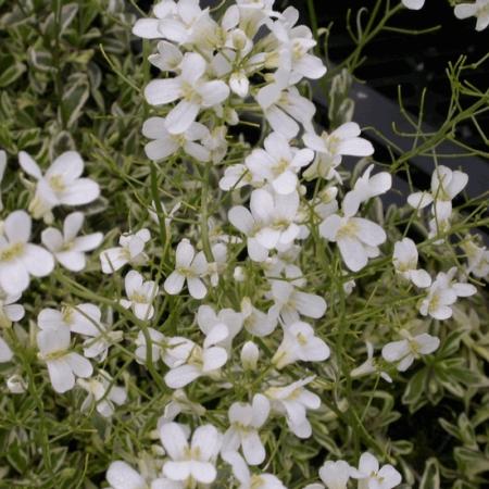 Arabis ferdinandi-coburgii 'Variegata'