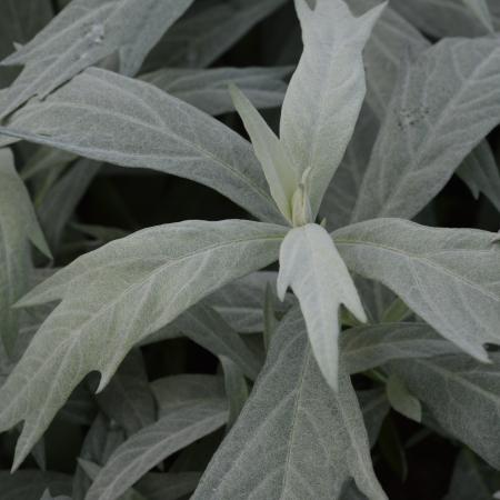 Artemisia ludoviciana 'Valerie Finnis'