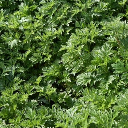 Artemisia vulgaris (bijvoet)