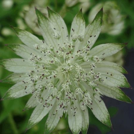 Astrantia major 'Alba'