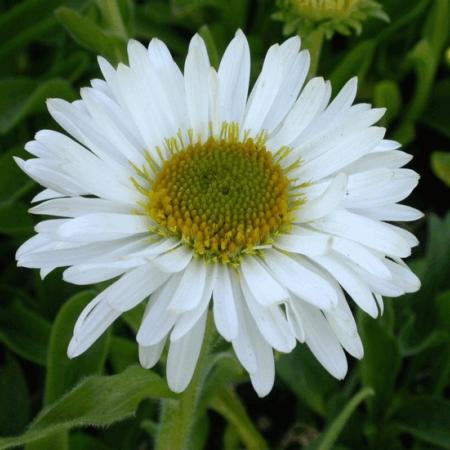 Aster alpinus 'Albus'