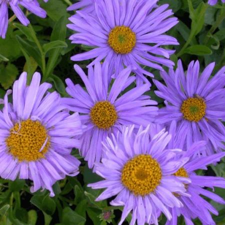 Aster alpinus