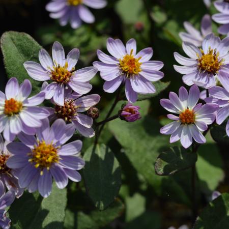 Aster ageratoides 'Adustus Nanus'