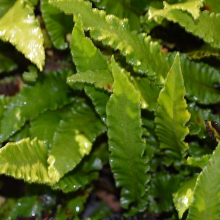 Asplenium scolopendrium 'Angustatum'