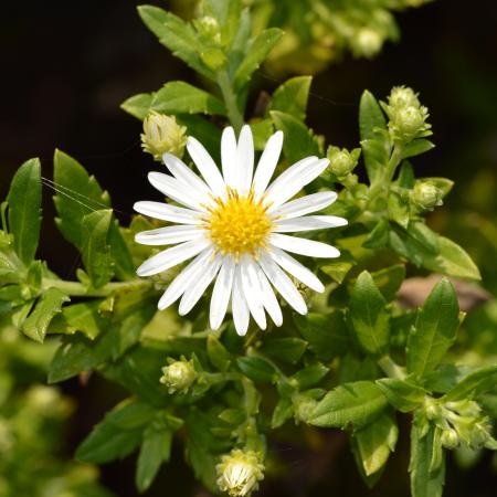 Aster ageratoides 'Ashvi'