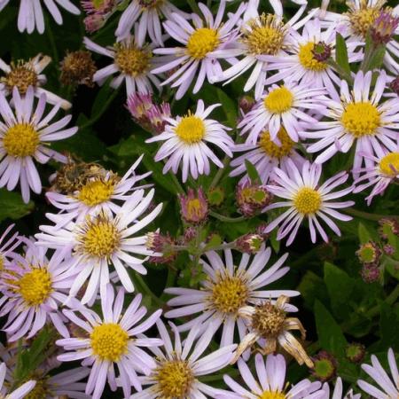 Aster ageratoides 'Asran'