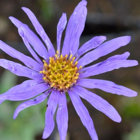 Aster amellus 'Blue King'