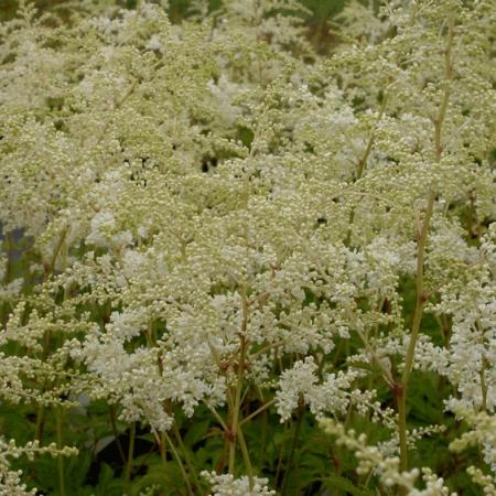 Astilbe arendsii 'Brautschleier'