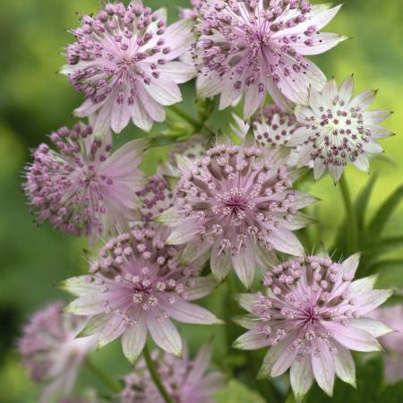 Astrantia major 'Buckland'