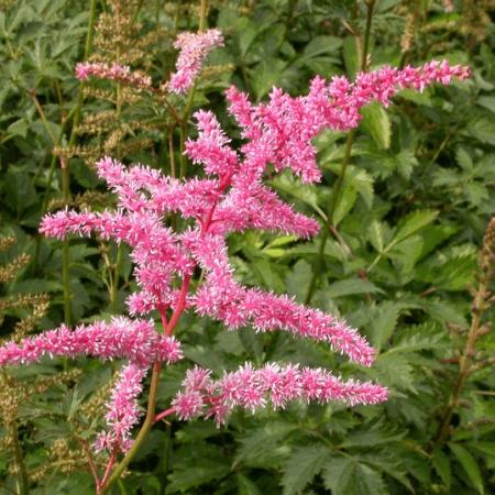 Astilbe arendsii 'Cattleya'