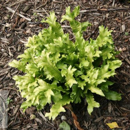 Asplenium scolopendrium 'Cristata'