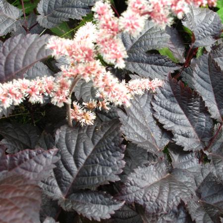 Astilbe hybride 'Chocolate Shogun'