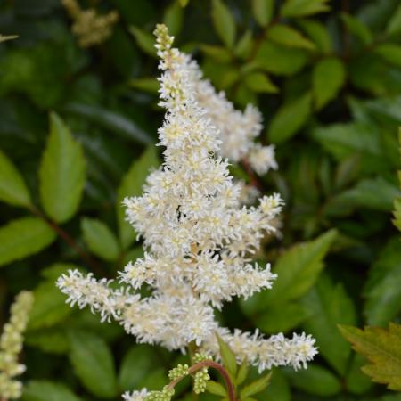 Astilbe arendsii 'Diamant'