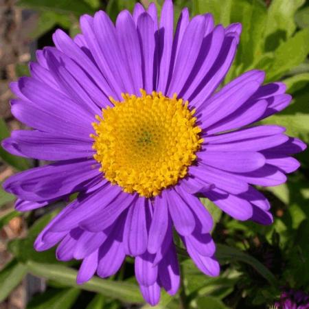 Aster alpinus 'Dunkle Schoene'