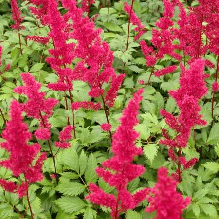 Astilbe arendsii 'Fanal'