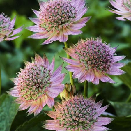 Astrantia major 'Florence'