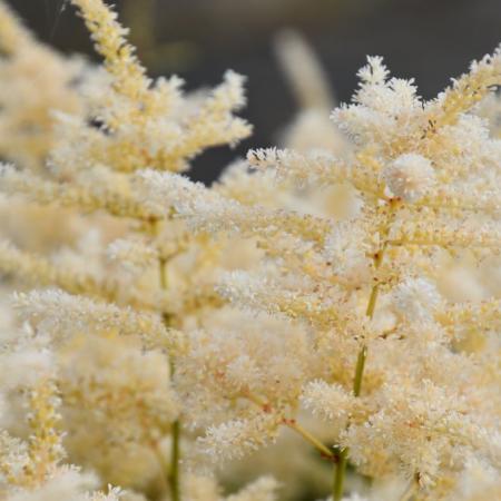 Astilbe japonica 'Gladstone'