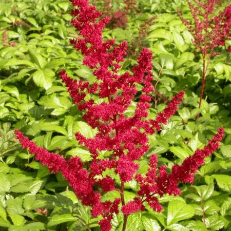 Astilbe arendsii 'Glut'