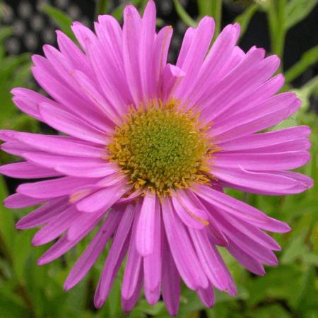 Aster alpinus 'Happy End'