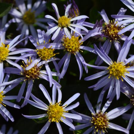 Aster ageratoides 'Harry Schmidt'