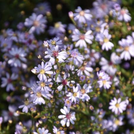 Aster cordifolius 'Ideal'