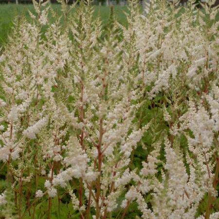 Astilbe arendsii 'Irrlicht'