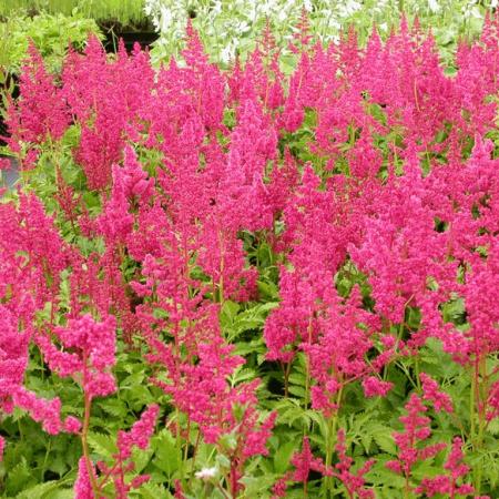 Astilbe japonica 'Köln'