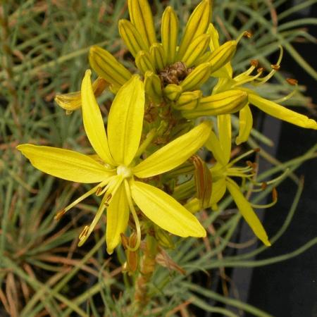 Asphodeline lutea