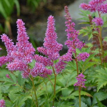 Astilbe japonica 'Mainz'