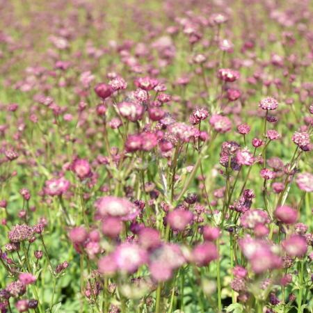 Astrantia major 'Moulin Rouge'