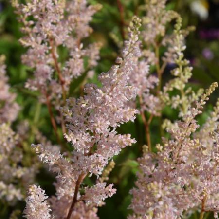 Astilbe japonica 'Peach Blossom'