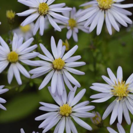 Aster cordifolius 'Photograph'