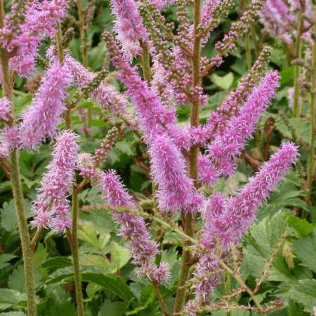 Astilbe chinensis 'Pumila'