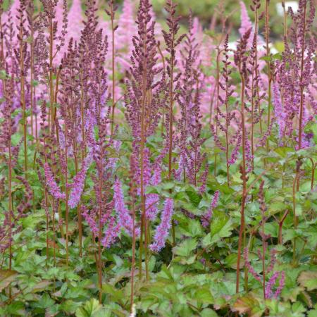 Astilbe chinensis 'Purpurkerze'