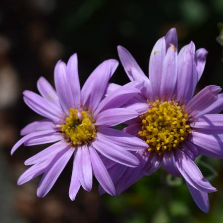 Aster amellus 'Rosa Erfüllung'