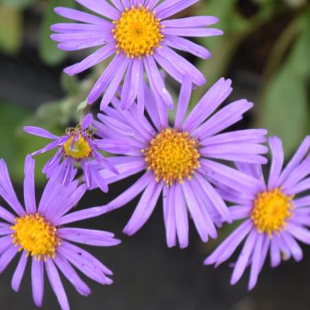 Aster amellus 'Rudolf Goethe'