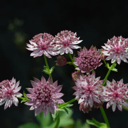 Astrantia major 'Roma'