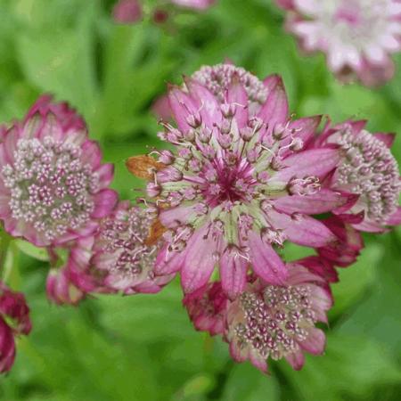 Astrantia major 'Rubra'