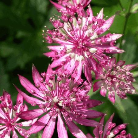 Astrantia major 'Ruby Wedding'