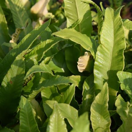 Asplenium scolopendrium