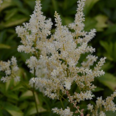 Astilbe arendsii 'Snowdrift'