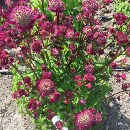 Astrantia major 'Star of Beauty'