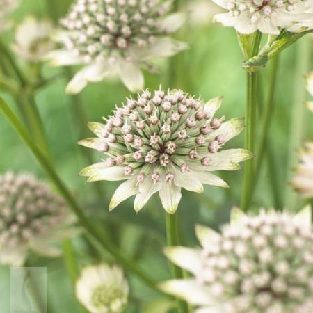 Astrantia major 'Star of Billion'