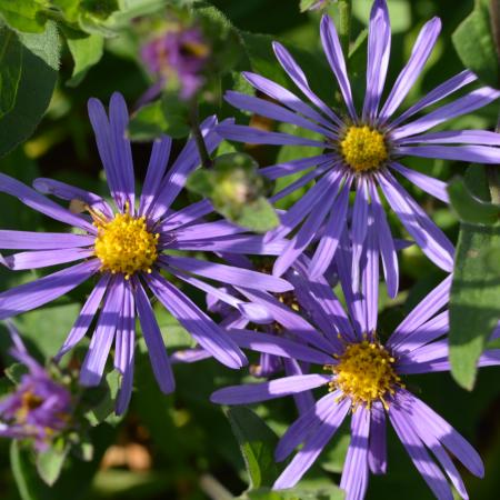 Aster amellus 'Sonora'