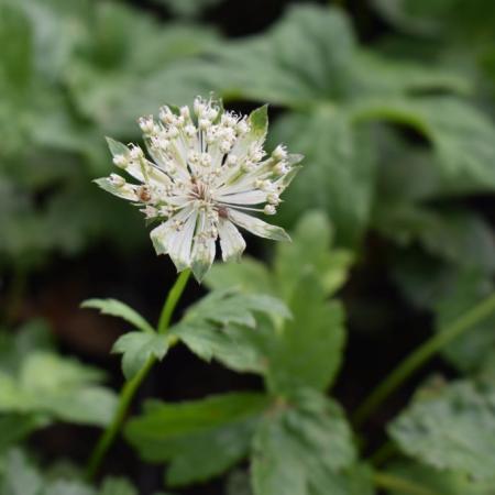 Astrantia major 'Super Star'